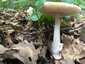 Szürke selyemgomba (Amanita vaginata), Pilis. Sima, szálas, vagy néha kígyóbőrszerűen mintázott tönk